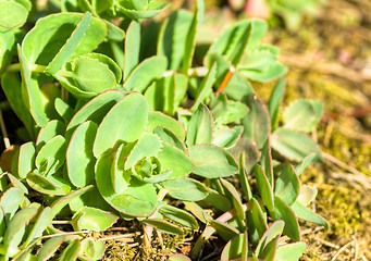 Image showing Succulent plant