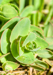 Image showing Succulent plant