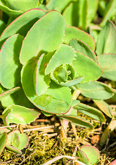 Image showing Succulent plant