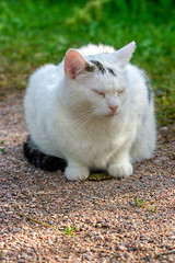 Image showing Domestic cat