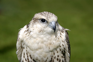 Image showing Falcon