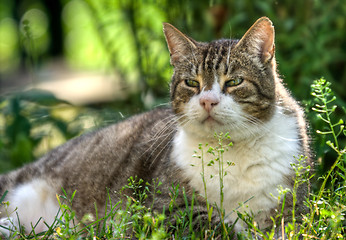 Image showing Domestic cat