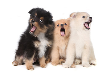 Image showing Howling Singing Pomeranian Puppies on White Background