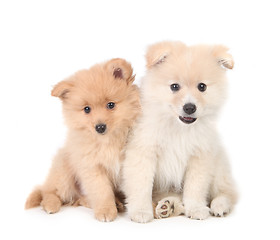 Image showing Happy Pomeranian Puppies Cuddling Together on White Background