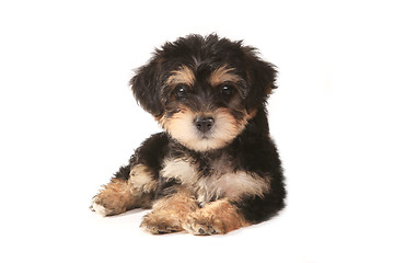 Image showing Tiny Miniature Teacup Yorkie Puppy on White Background