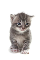 Image showing Kitten on White Background