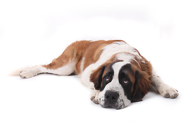 Image showing Cute Saint Bernard Purebred Puppy 