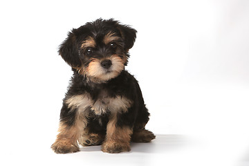 Image showing Tiny Miniature Teacup Yorkie Puppy on White Background