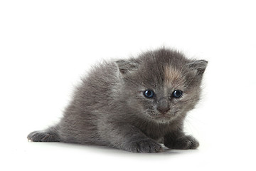 Image showing Kitten on White Background