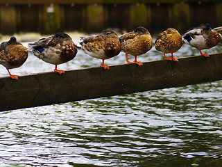 Image showing ducks in a row