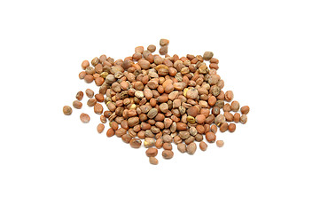 Image showing Sprouting fenugreek