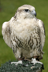 Image showing Falcon