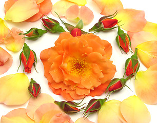 Image showing Rose buds arranged as heart with petals on white