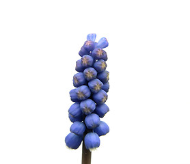 Image showing One single ablooming grape hyacinth on white