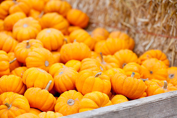 Image showing pile of pumpkins