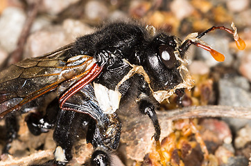 Image showing Bee