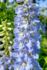 Image showing Larkspur