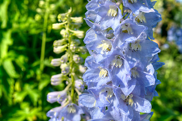 Image showing Larkspur