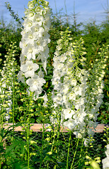 Image showing Larkspur