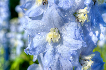 Image showing Larkspur