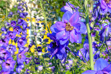 Image showing Flowers