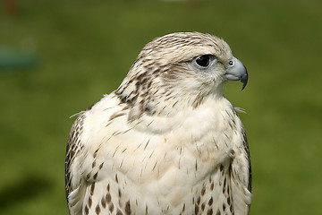 Image showing Falcon