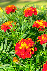 Image showing Marigold