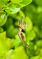 Image showing Spider