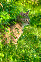 Image showing Cat