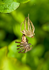 Image showing Spider transformation