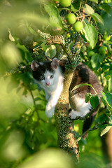 Image showing Cat in the tree