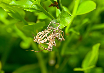 Image showing Spider transformation