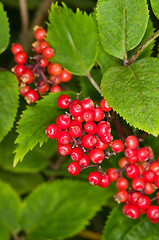 Image showing Berries