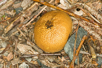 Image showing Mushroom