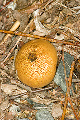 Image showing Mushroom