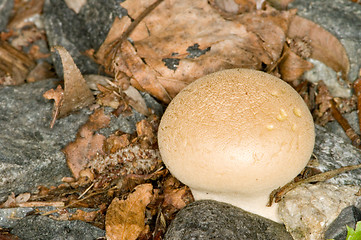 Image showing Mushroom