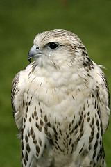 Image showing Falcon