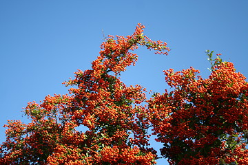 Image showing Pyracantha bush