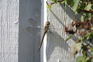 Image showing Dragon-fly