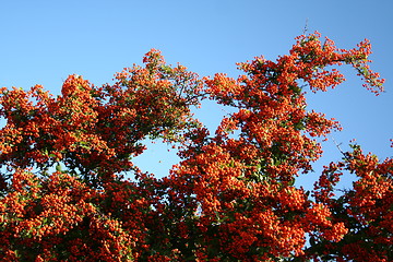 Image showing Pyracantha bush