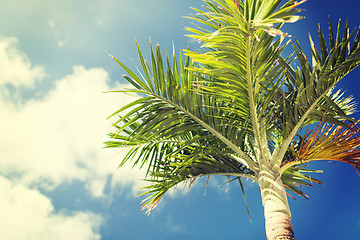 Image showing palm tree over blue sky with white clouds