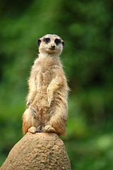 Image showing meerkat