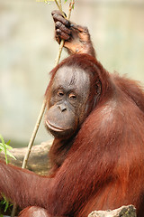 Image showing orangutan