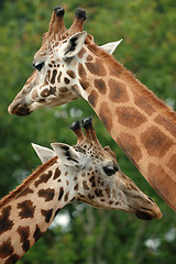 Image showing giraffes