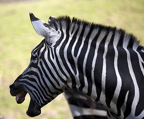 Image showing Zebra showing teeth