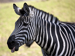 Image showing Zebra with tounge out