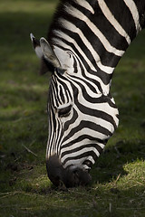 Image showing Zebra eating grass