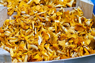 Image showing Chanterelle mushrooms