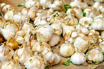 Image showing Garlic