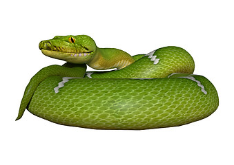 Image showing Green Python on White